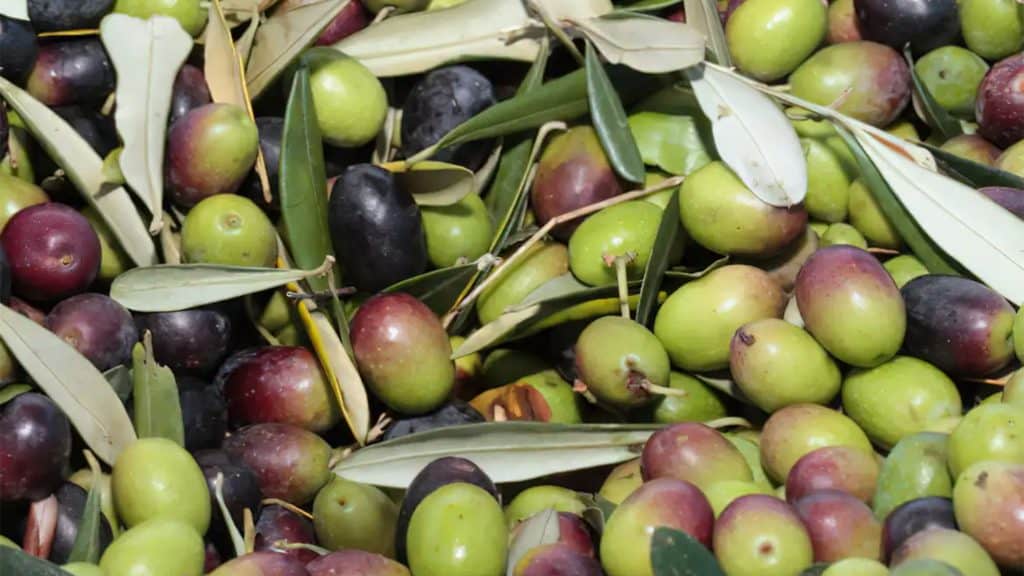 Azeitonas logo após serem colhidas em plantação de oliveiras