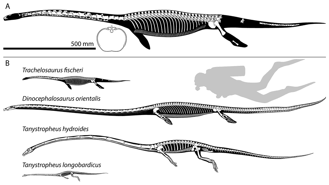 Imagem superior é uma reconstrução do esqueleto de Trachelosaurus fischeri, abaixo Trachelosaurus fischeri é mostrado novamente com uma comparação de tamanho de um mergulhador e três outros répteis tanysaurianos. 