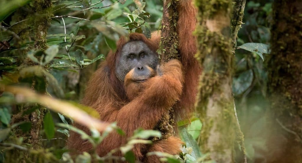 Orangotango-de-tapanuli via Andrew Walmsley/National Geographic 