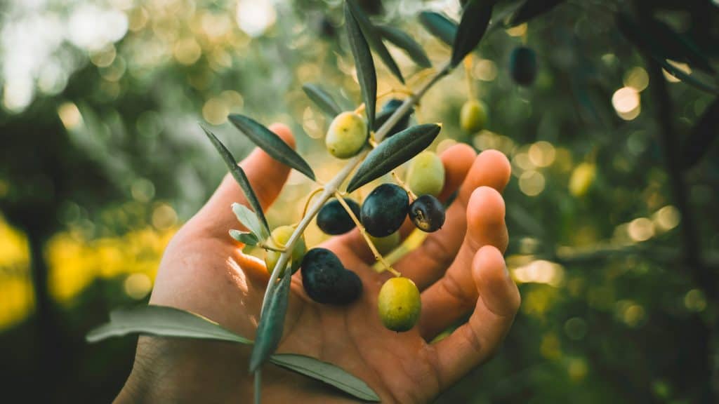 Pessoa segurando ramo de oliveira cheio de azeitonas em plantação