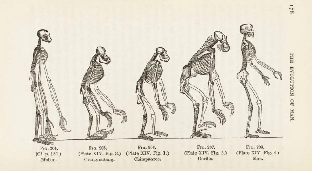 Evolução do homem é representada pela primeira vez