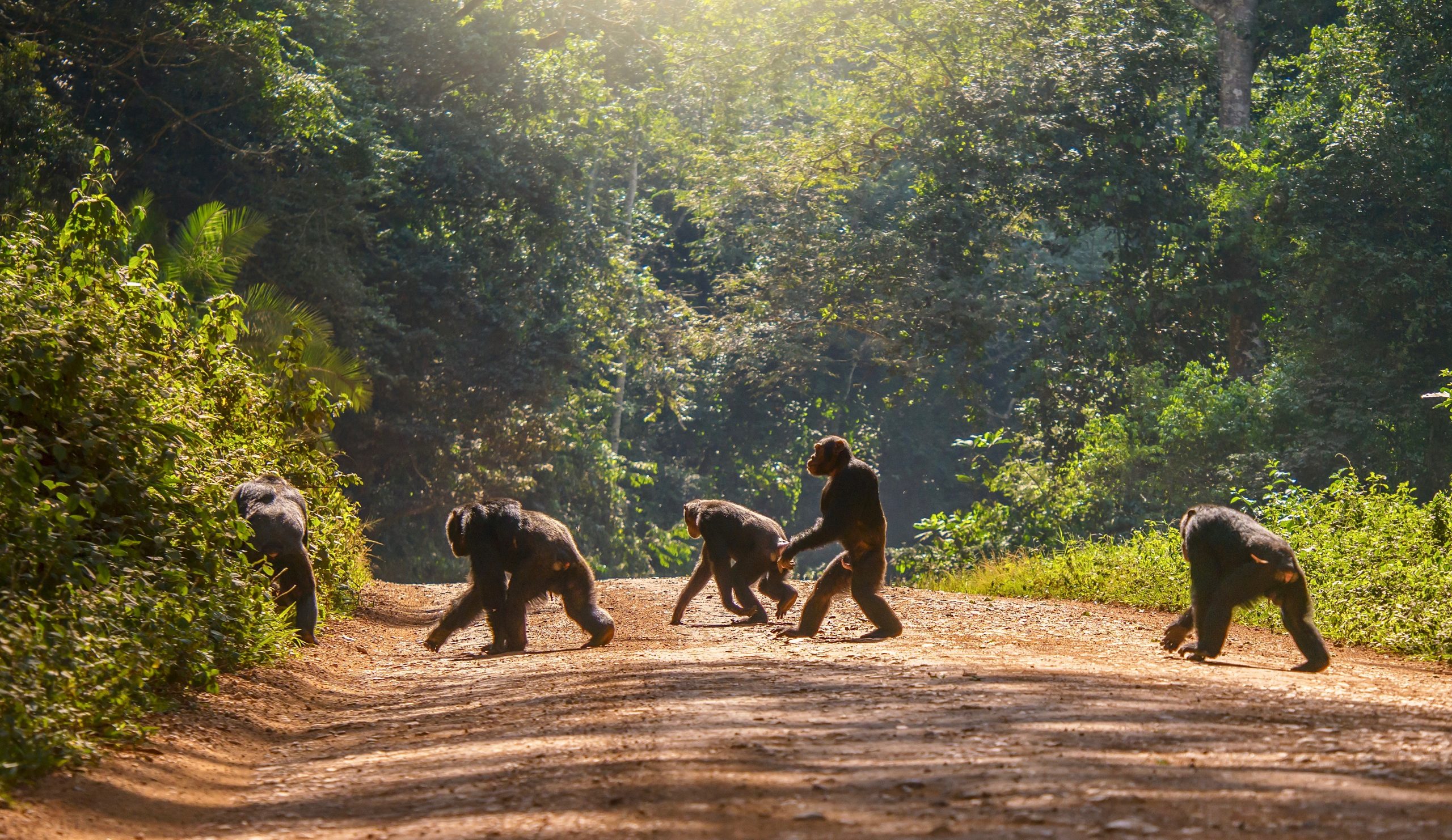 New species of great apes discovered in Germany