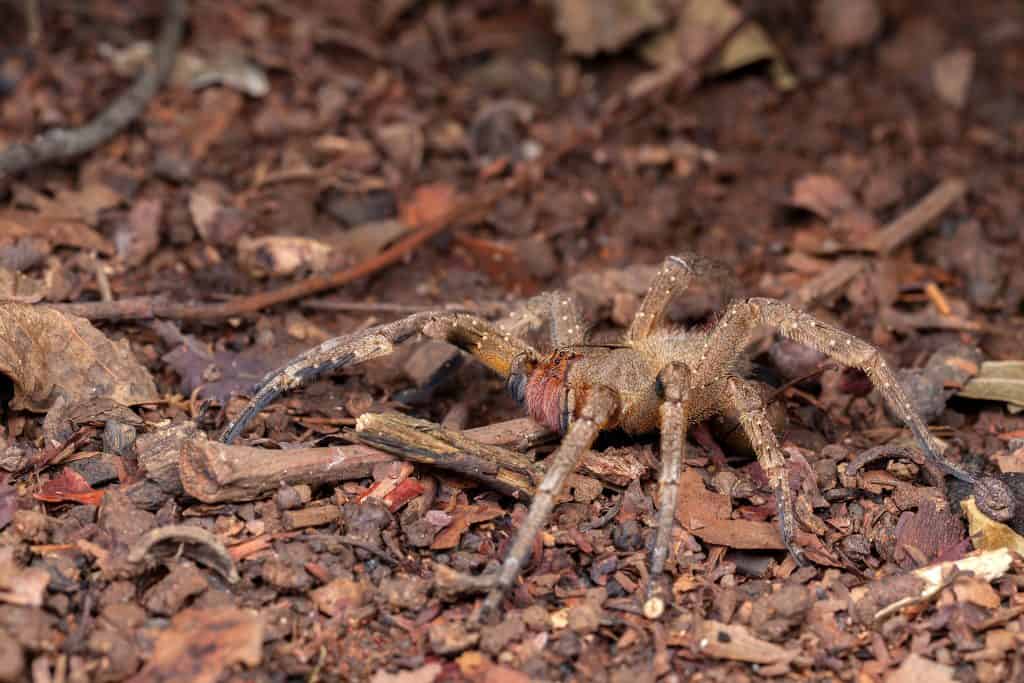 Aranha-armadeira, uma das aranhas mais perigosa