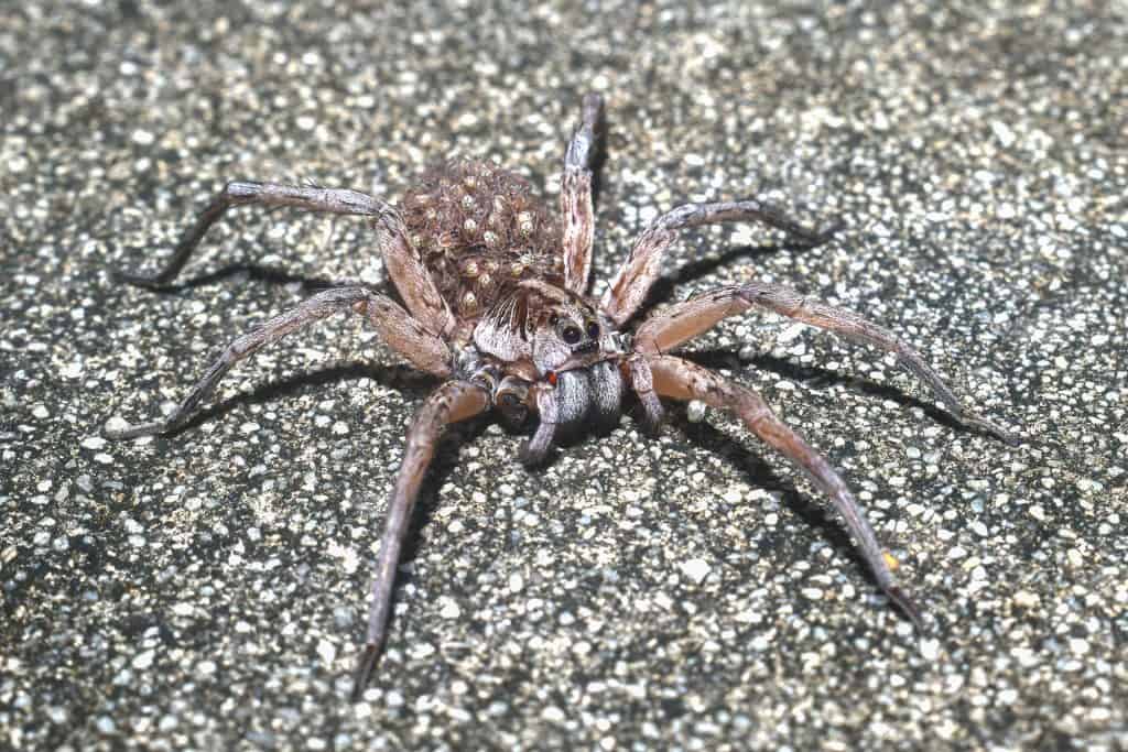 Aranha-lobo, uma das aranhas mais perigosa