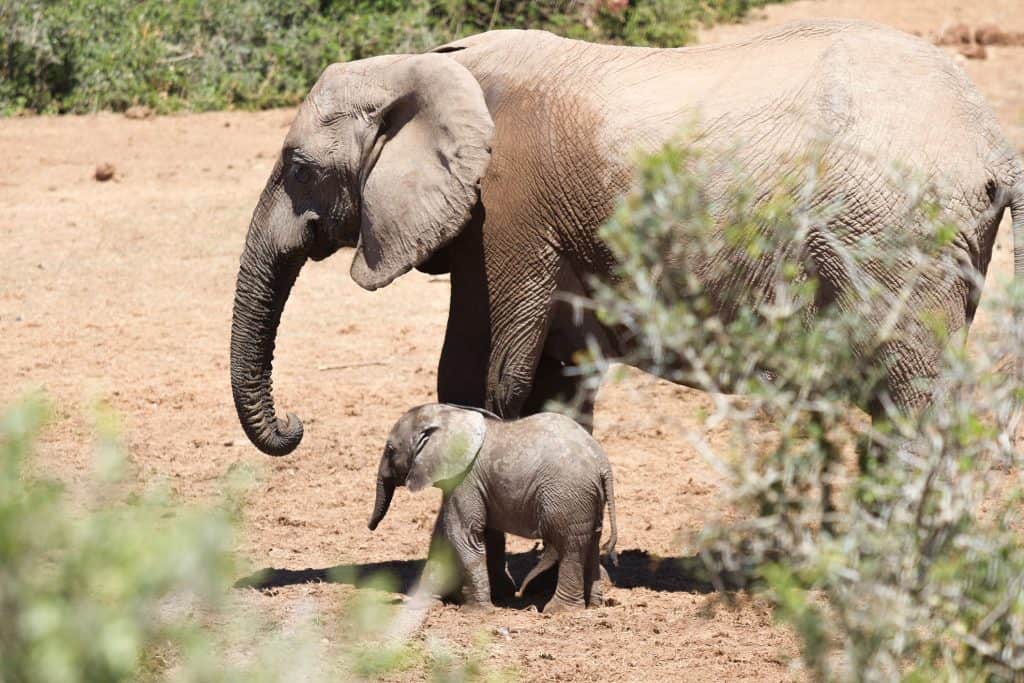 Elefante adulto e filhote em seu habitat natural