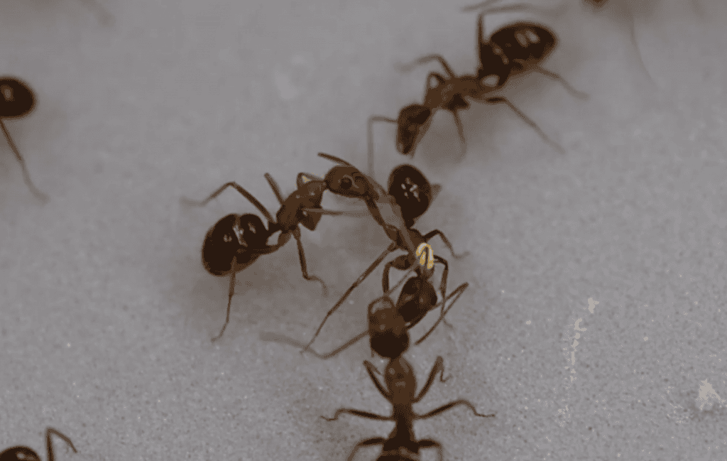 Como as formigas se comunicam? Entenda o complexo sistema social desses insetos