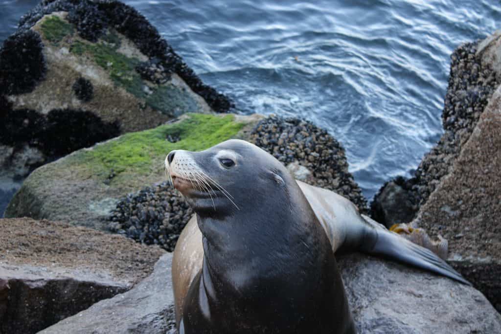 Imagem mostra leão marinho apoiado em uma pedra