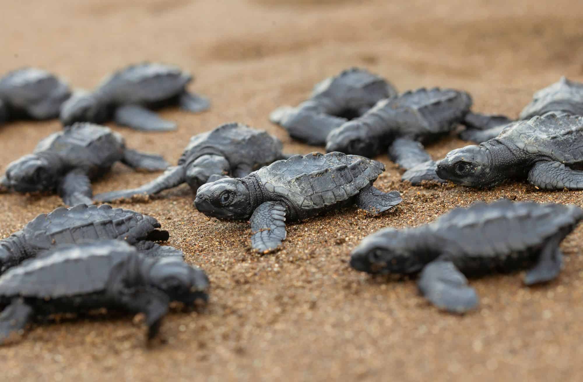 Con la llegada de un huracán, México quiere proteger los huevos de tortuga