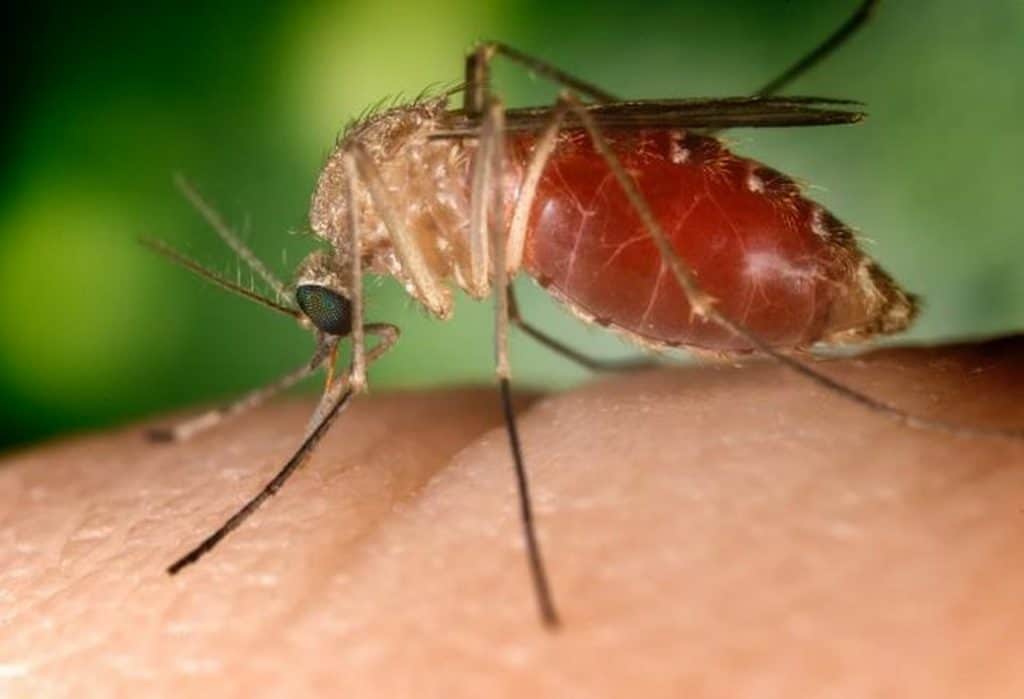 Mosquito Culicoides paraensis via Wikimidia Commons