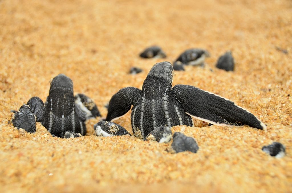 Filhotes de tartaruga gigante fotografados na areia