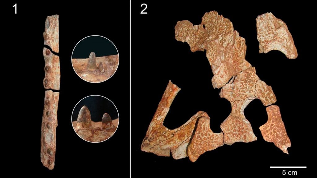 Fósseis de crocodilo pré-histórico