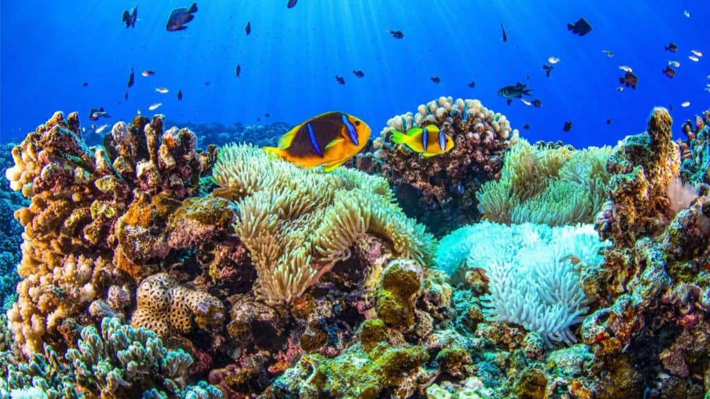 Fenômeno crucial para a vida marinha não ocorre pela primeira vez em 40 anos Todos os anos, entre dezembro e abril, um evento conhecido como ressurgência – reposição de águas frias e ricas em nutrientes no Golfo do Panamá. Este ano, porém, ela não aconteceu, e, segundo estudo citado pelo IFLScience, isso pode ter um impacto catastrófico. Fenômeno crucial para a vida marinha não ocorre pela primeira vez em 40 anos