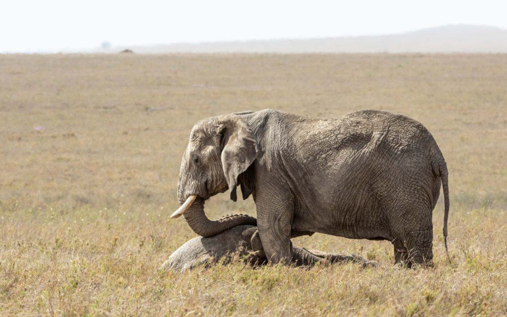 Elefante de luto em pé sobre um bebê morto no Parque Nacional do Serengeti, na Tanzânia