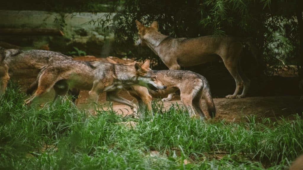 Lobos têm mais medo de humanos que de cães Mesmo com décadas de proteção ambiental, os lobos continuam a demonstrar medo dos seres humanos. Um novo estudo conduzido por pesquisadores da Western University, no Canadá, concluiu que esses animais ainda veem as pessoas como a maior ameaça em seu ecossistema — mais até do que outros grandes predadores, como cães. As informações são do portal Arstechnica. Um bando de lobos cinzentos indianos se movendo pela selva.