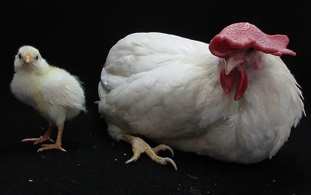 pintinho e galinha