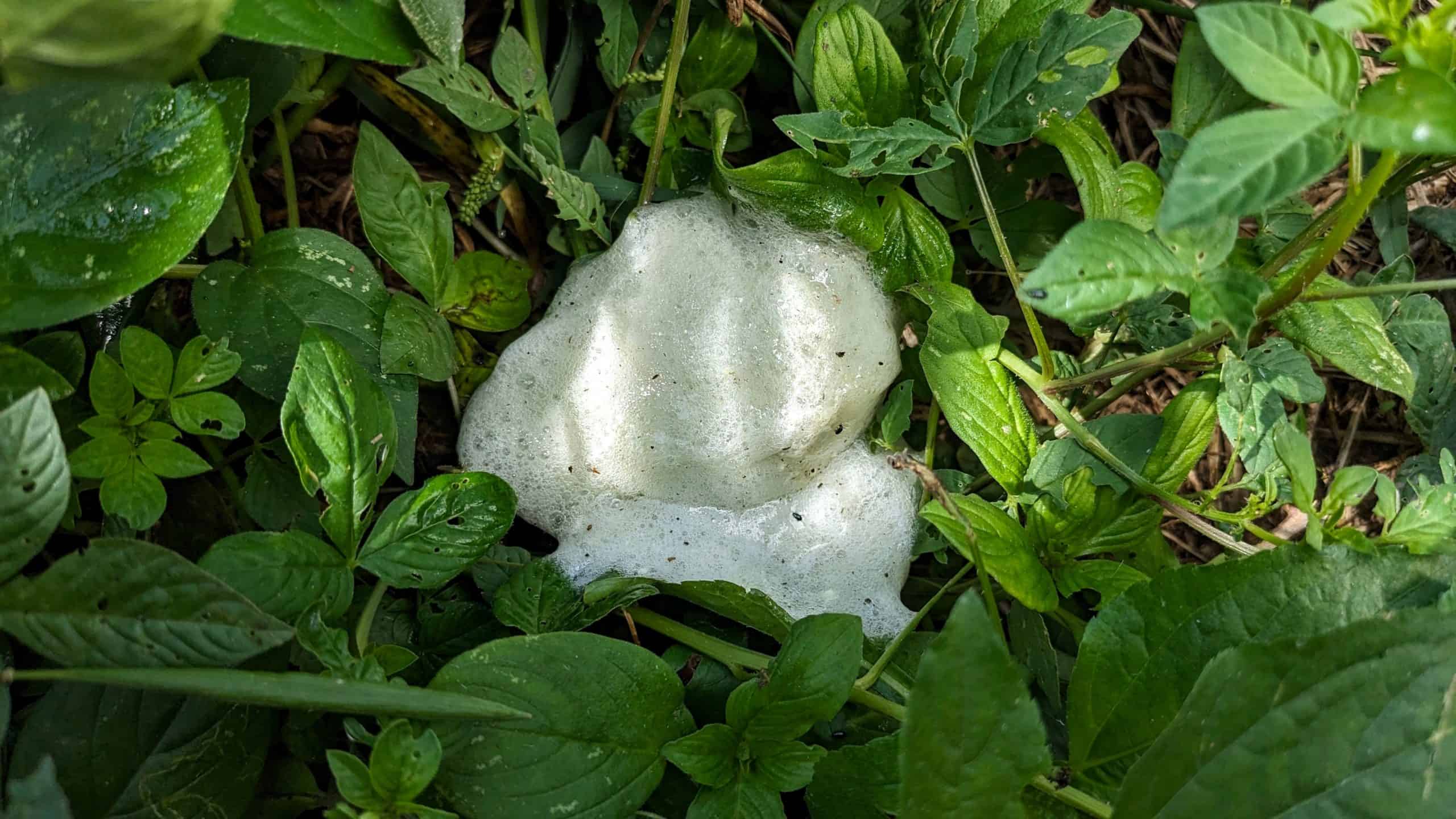 Ninho de espuma no meio das folhas