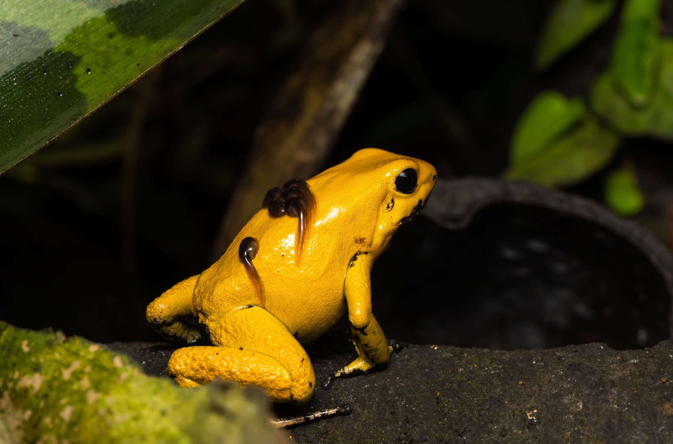 Macho da espécie Phyllobates terribilis carregando girinos no dorso