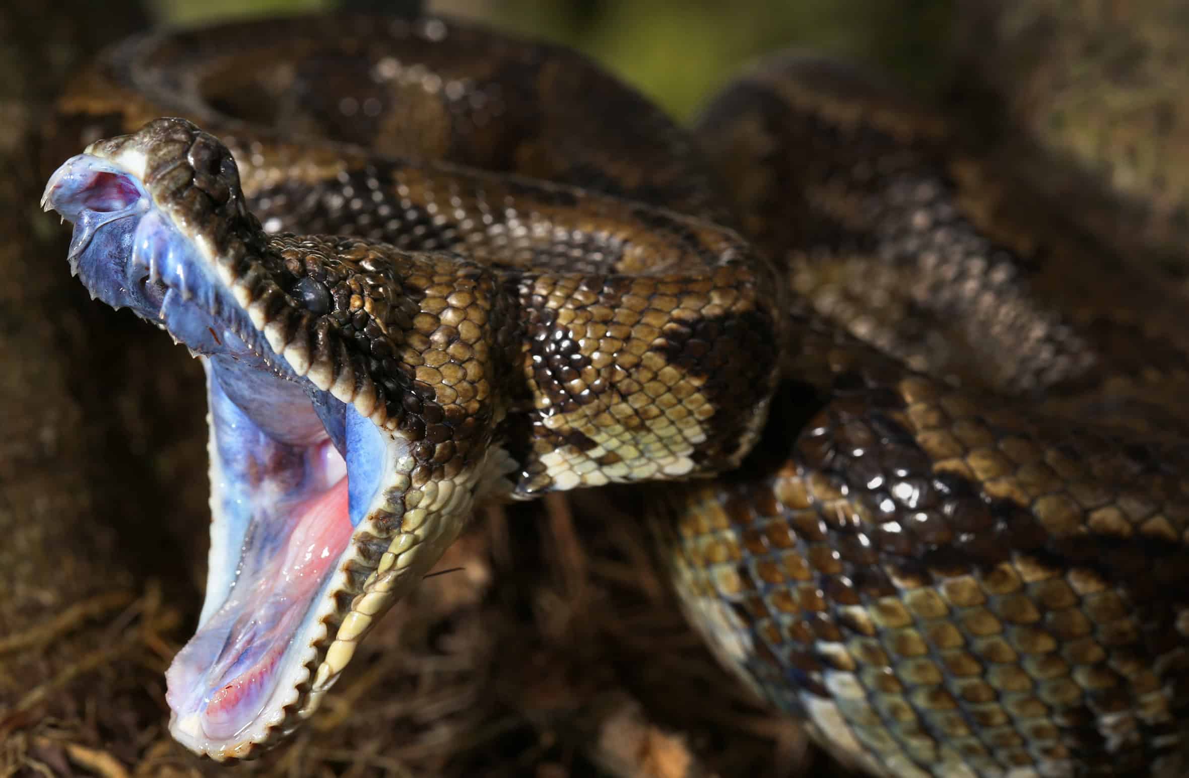 Jibóia com dentição áglifa