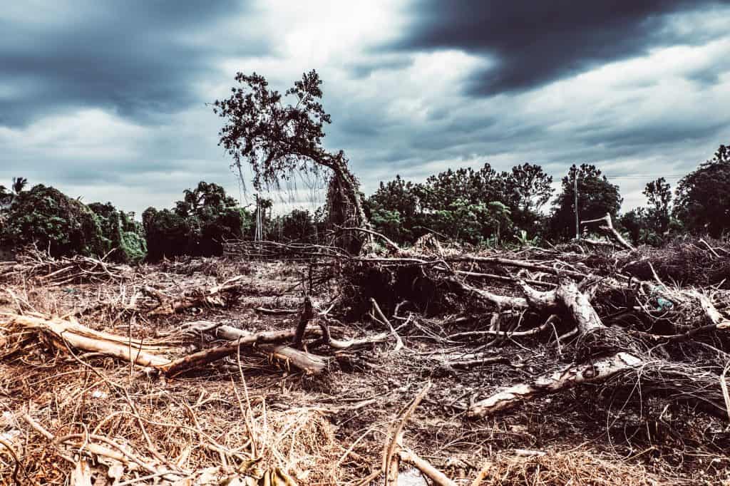 Amazônia degradada