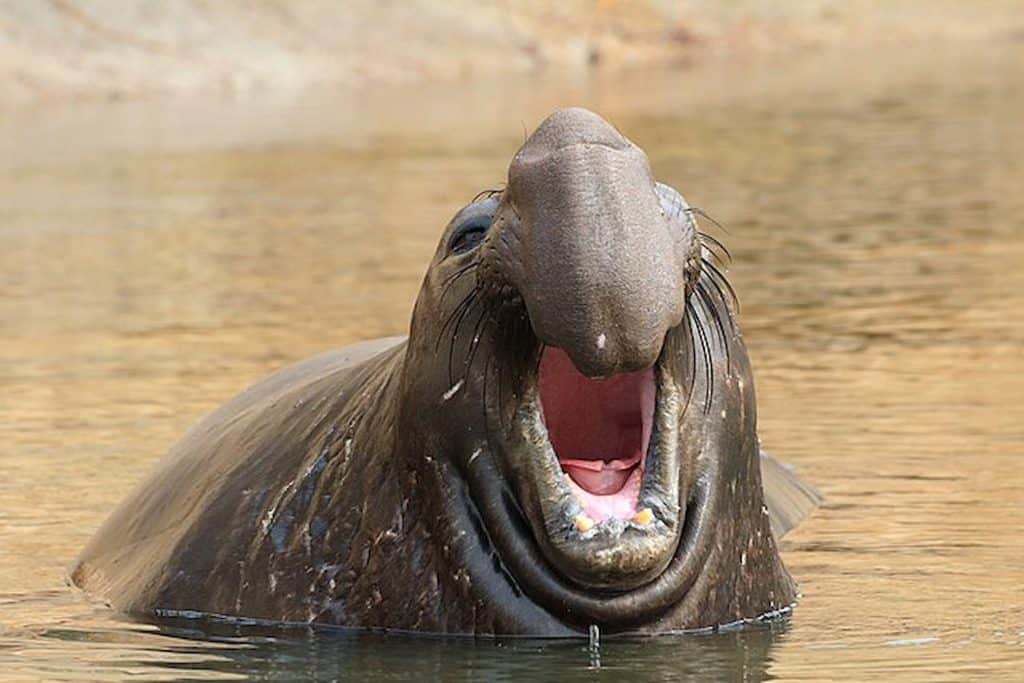 Elefante-marinho-do-norte via Grendelkhan/Wikimedia Commons