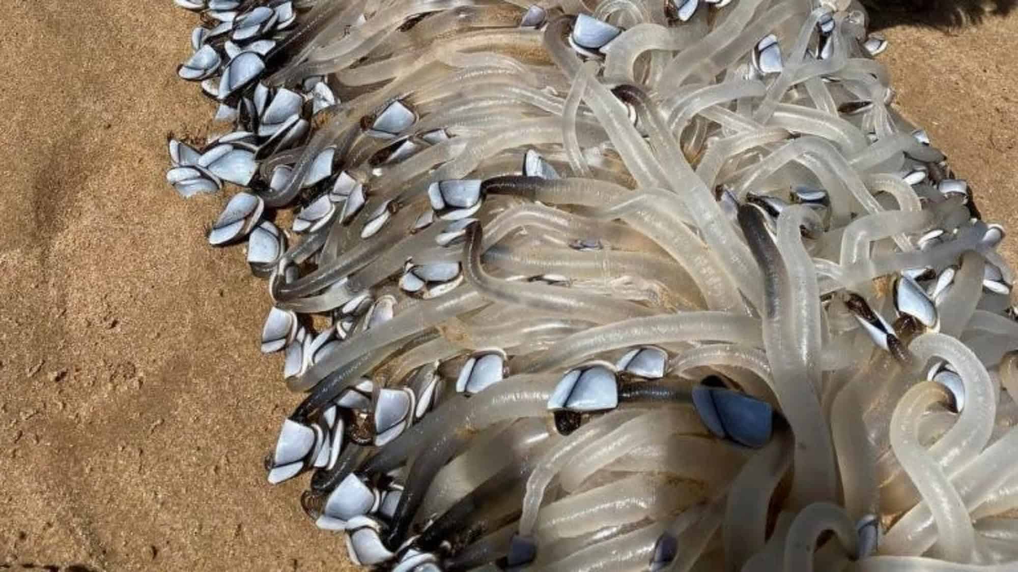 Criatura bizarra aparece em praia na Austrália