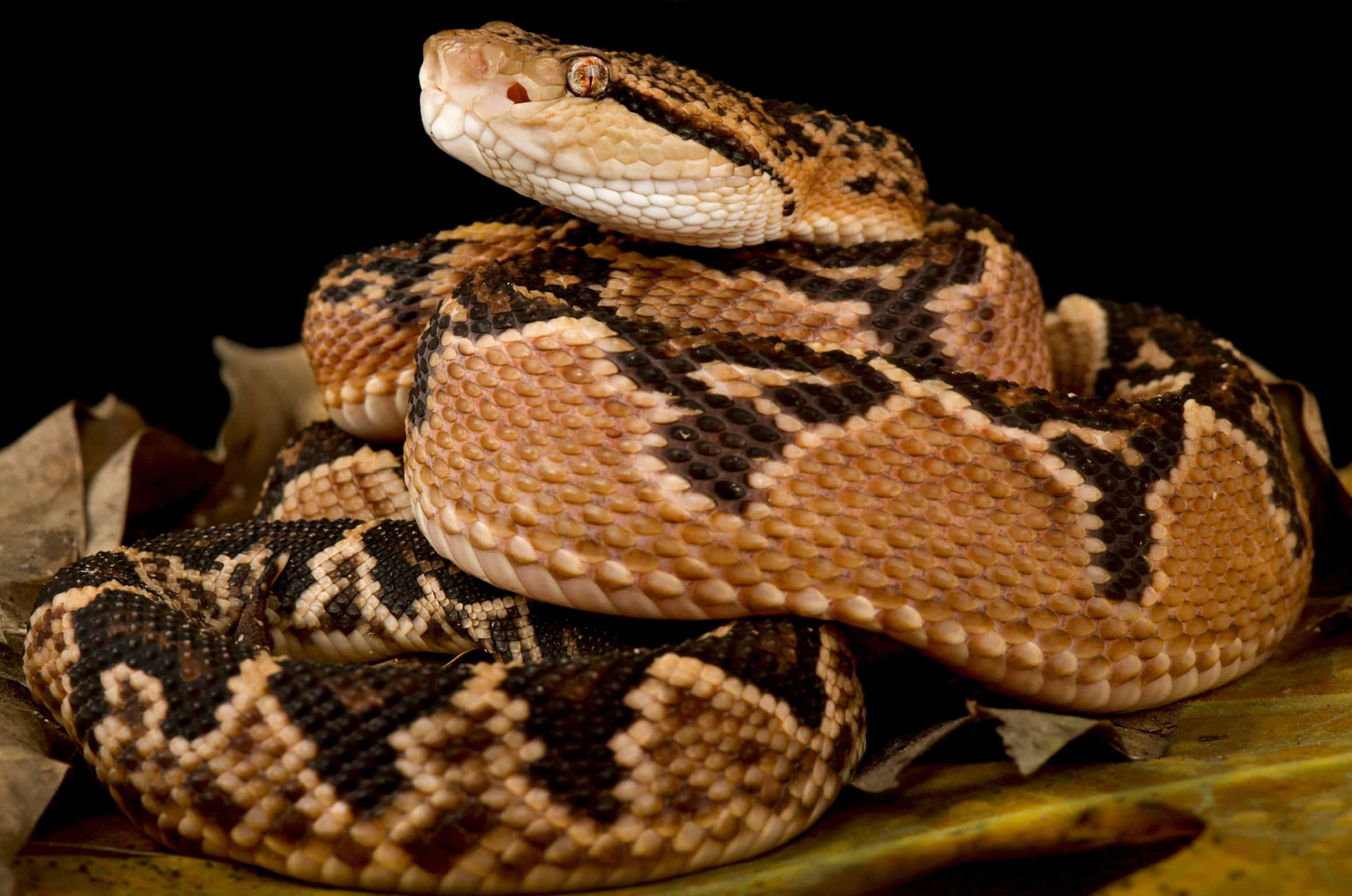 Surucucu com fosseta loreal visível.