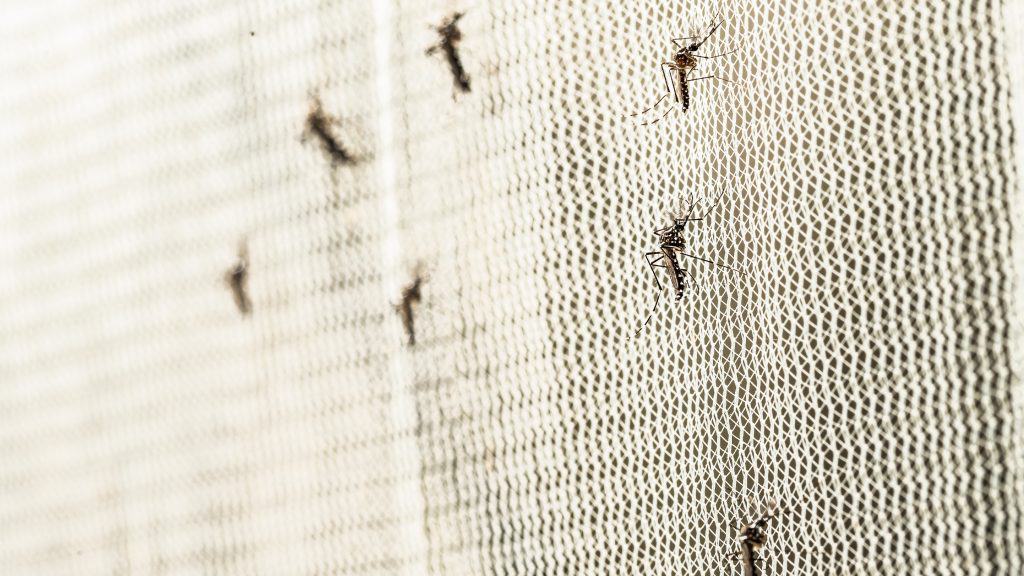 Mosquitos em rede
