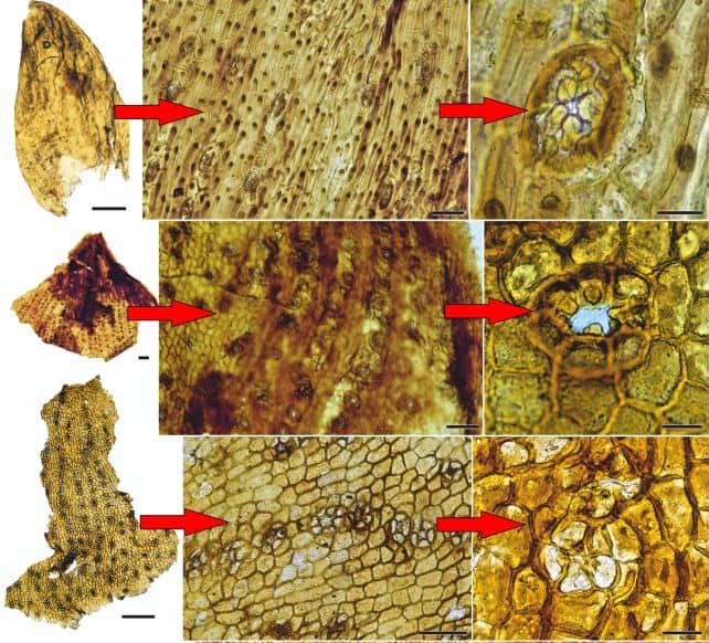 Restos vegetais perfeitamente preservados das fezes fossilizadas de um dinossauro herbívoro