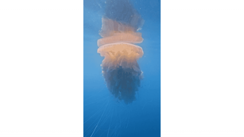 imagem mostra uma água-viva gigante nadando no mar
