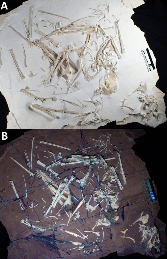 fósseis pterossauros