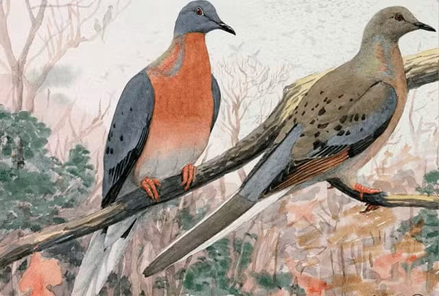 Desenho de dois pombos-passageiros