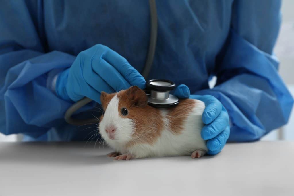 Rato é cobaia testada em laboratório para experimento científico, animais são cobais e pessoas são voluntários