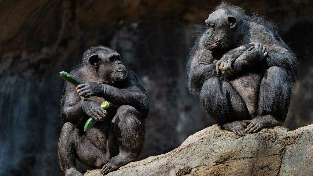 dois chimpanzés