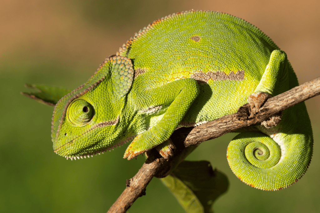 Camaleão verde