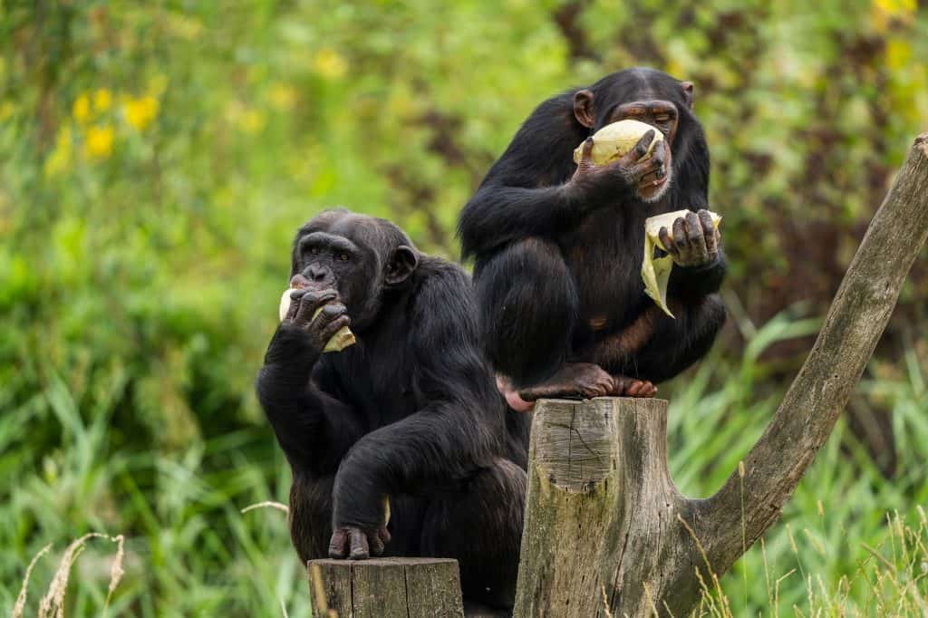 dois chimpanzés