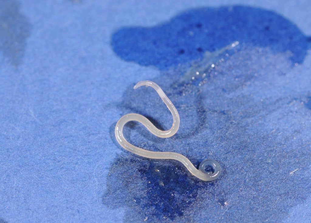 Anisakis simplex