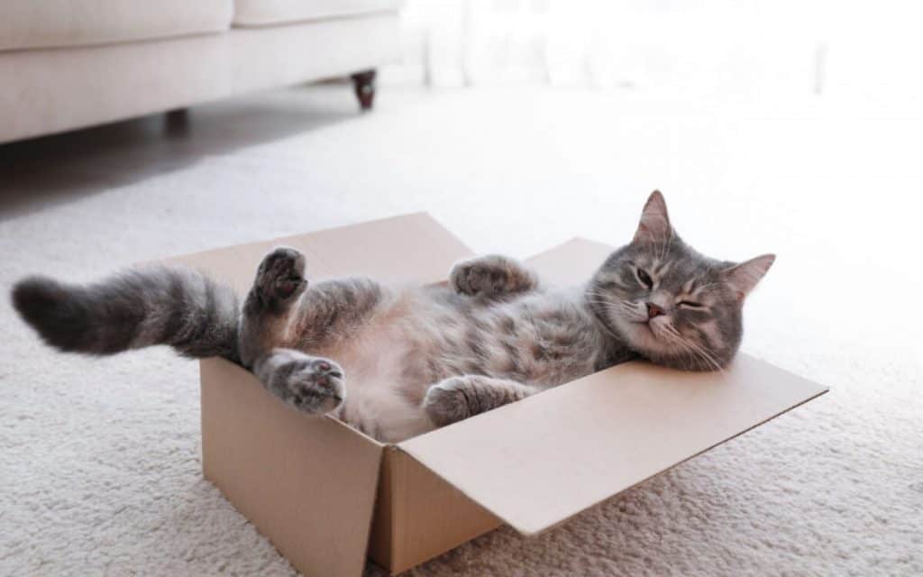 Gato dentro de caixa de papelão