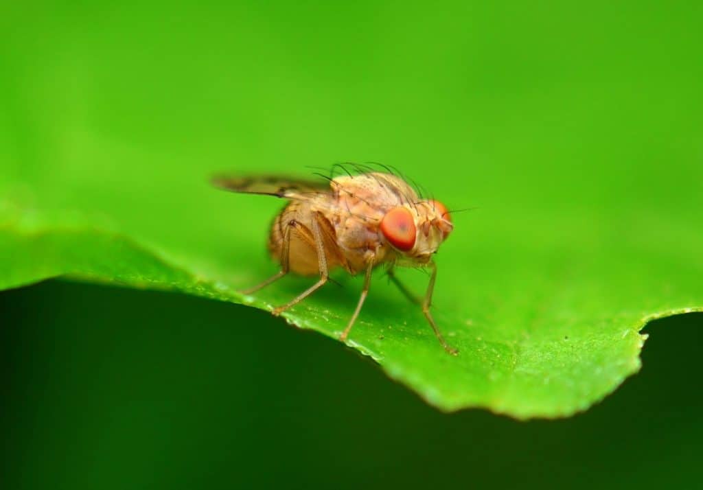 Moscas geneticamente modificadas “aprendem” novo ritual de namoro Cientistas da Universidade de Nagoya, no Japão, conseguiram recriar em laboratório o ritual de acasalamento de uma espécie de mosca-das-frutas em outra, apenas modificando um único gene. Moscas geneticamente modificadas “aprendem” novo ritual de namoro