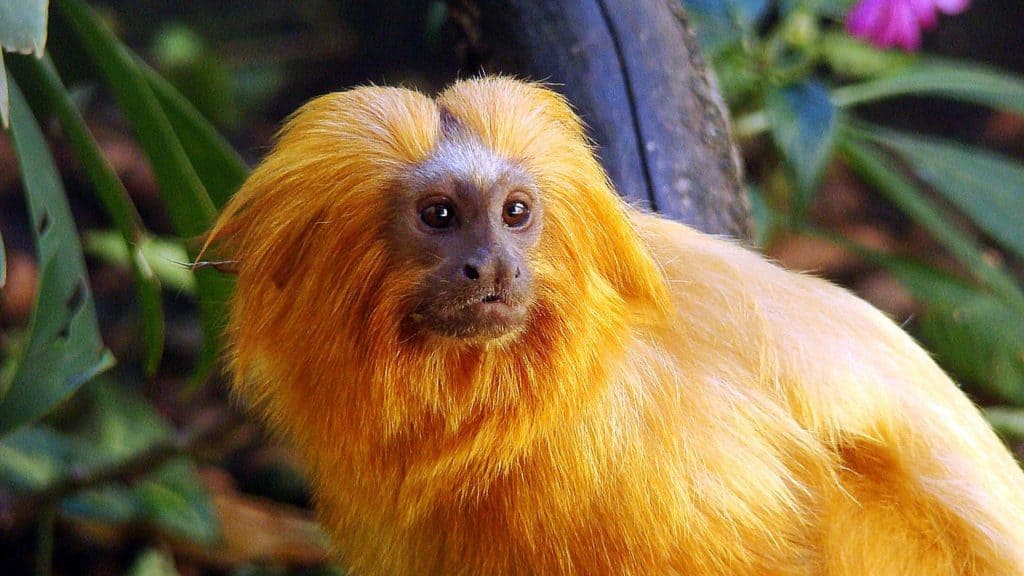 Você conhece? 8 animais brasileiros que beiram a extinção O Brasil é conhecido por sua enorme diversidade de fauna, mas muitas espécies enfrentam sérios riscos devido à ação humana. A perda de habitat, a caça ilegal, as mudanças climáticas e a poluição ameaçam a sobrevivência desses animais. Imagem de um Mico-Leão-Dourado