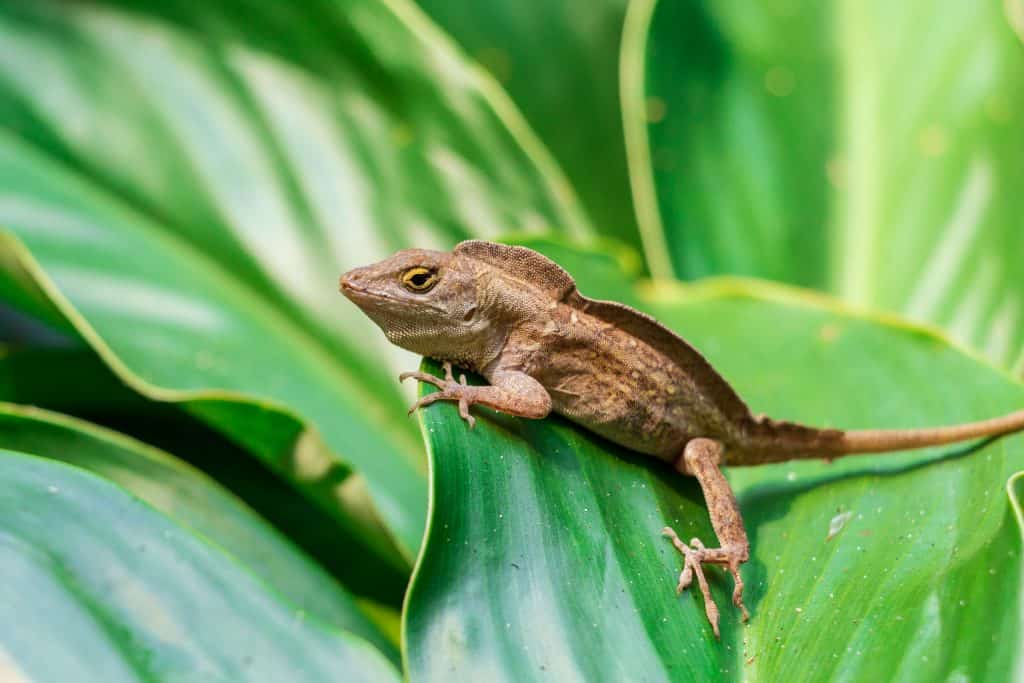 Anolis-de-crista porto-riquenho