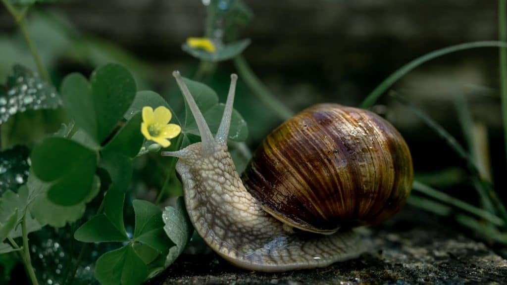 Procura-se um amor para um caracol “canhoto” na Nova Zelândia. É sério! Sabe aquela história de que toda panela tem sua tampa? Aquele papo de metade da laranja? Você pode citar aqui inúmeros clichês românticos, mas na natureza a história não é sempre assim. Espécie de caracol-de-jardim