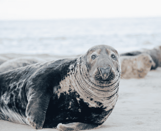 foca olhando para a camera
