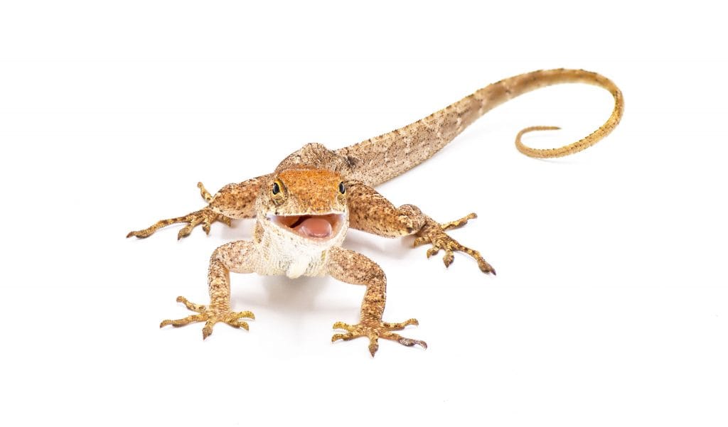 Exemplo de anolis marrom