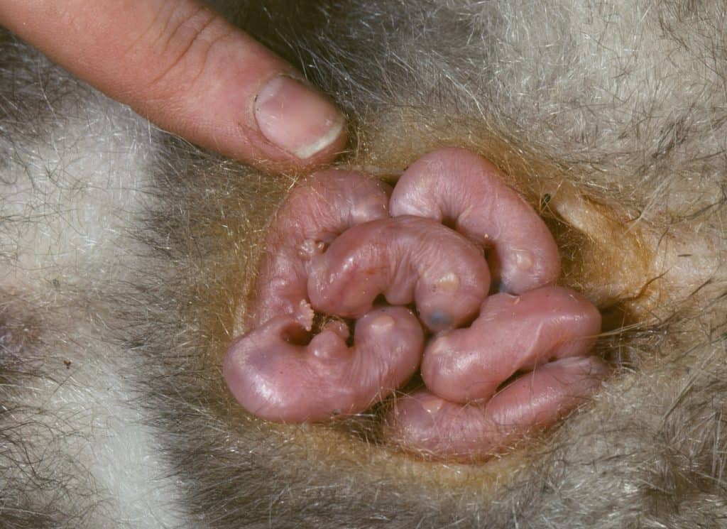filhotes de marsupiais