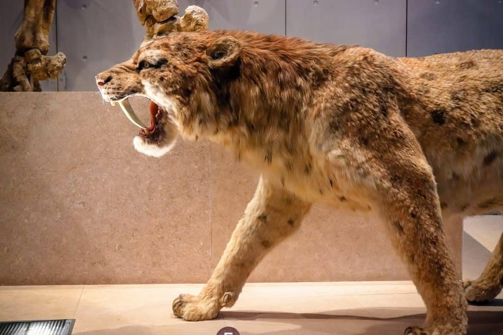 tigre dente de sabre
