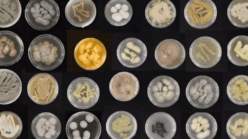 Fungos marinhos podem acabar com o problema dos plásticos no oceano A quantidade de plásticos nos oceanos tem aumentado consideravelmente nos últimos anos. Diversas pesquisas já comprovaram os efeitos catastróficos dessa poluição para a vida marinha e os efeitos negativos também para os humanos. Fungos marinhos podem acabar com o problema dos plásticos no oceano