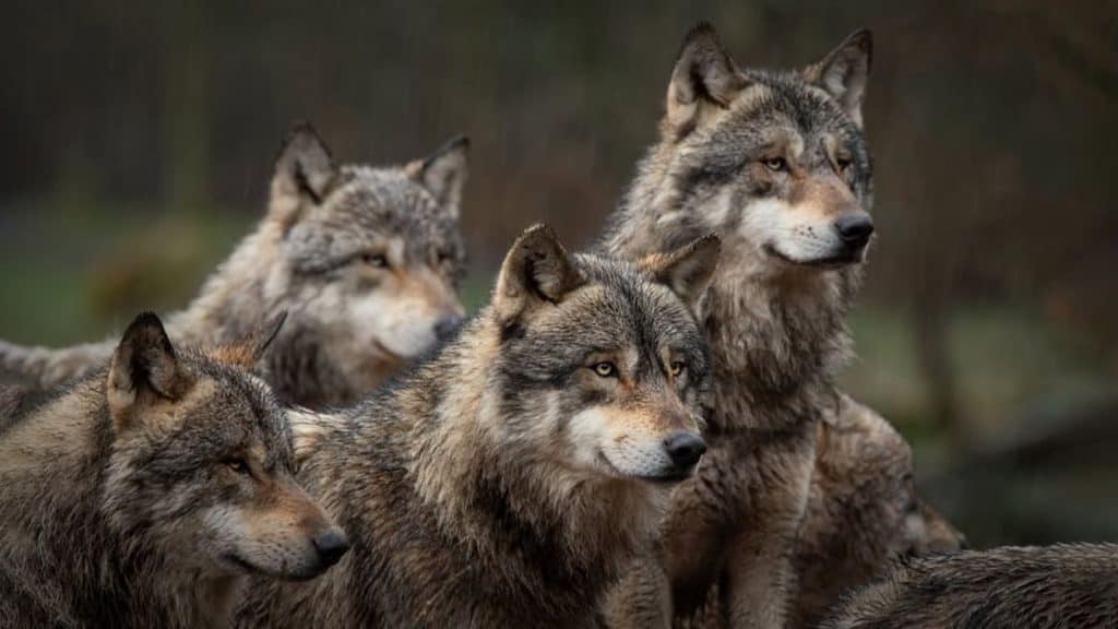 Lobos têm mais medo de humanos que de cães Mesmo com décadas de proteção ambiental, os lobos continuam a demonstrar medo dos seres humanos. Um novo estudo conduzido por pesquisadores da Western University, no Canadá, concluiu que esses animais ainda veem as pessoas como a maior ameaça em seu ecossistema — mais até do que outros grandes predadores, como cães. As informações são do portal Arstechnica. Lobos têm mais medo de humanos que de cães