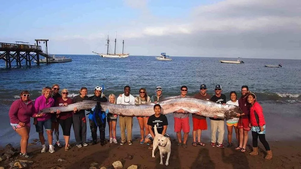 Pessoas segurando o enorme peixe-remo