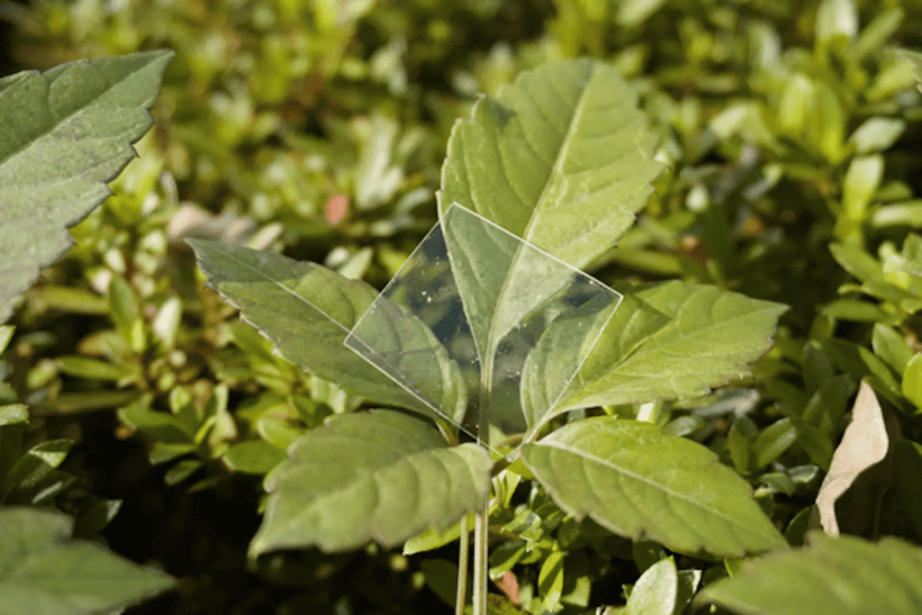Esta pode ser a solução para a poluição causada pelo plástico Os plásticos se tornaram um sinônimo de problema ambiental. Mas uma nova descoberta feita por pesquisadores do Riken Center for Emergent Matter Science, em colaboração com a Universidade de Tóquio, no Japão, e a Universidade de Tecnologia de Eindhoven, nos Países Baixos (Holanda), pode mudar este cenário. Esta pode ser a solução para a poluição causada pelo plástico