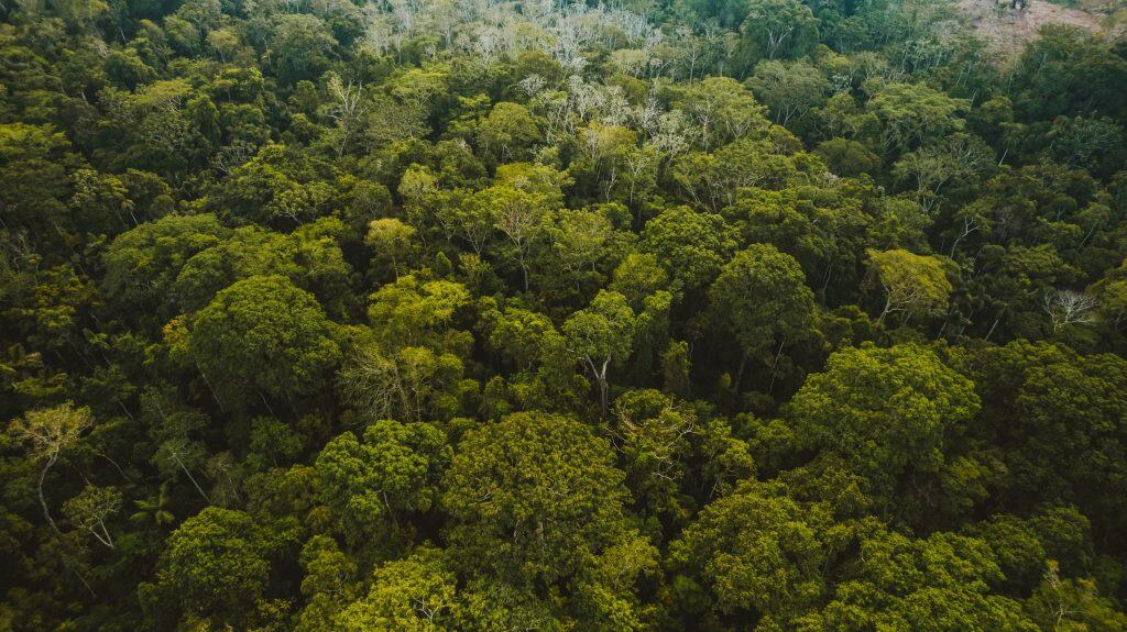 Qual é a árvore mais alta encontrada na Amazônia? Lar de cerca de 400 bilhões de árvores, a Amazônia é a maior floresta tropical do planeta. Surpreendentemente, ela não era particularmente conhecida por árvores extremamente altas — até que pesquisadores começaram a descobrir alguns de seus verdadeiros gigantes. Imagem aérea de Floresta Amazônica / Amazônia